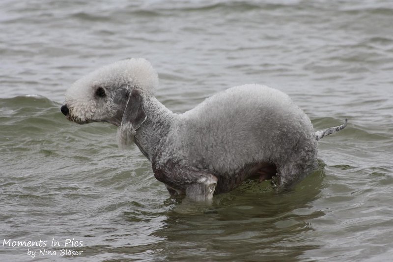 2010-06-26 Arc-en-ciel Arlequin (28).jpg